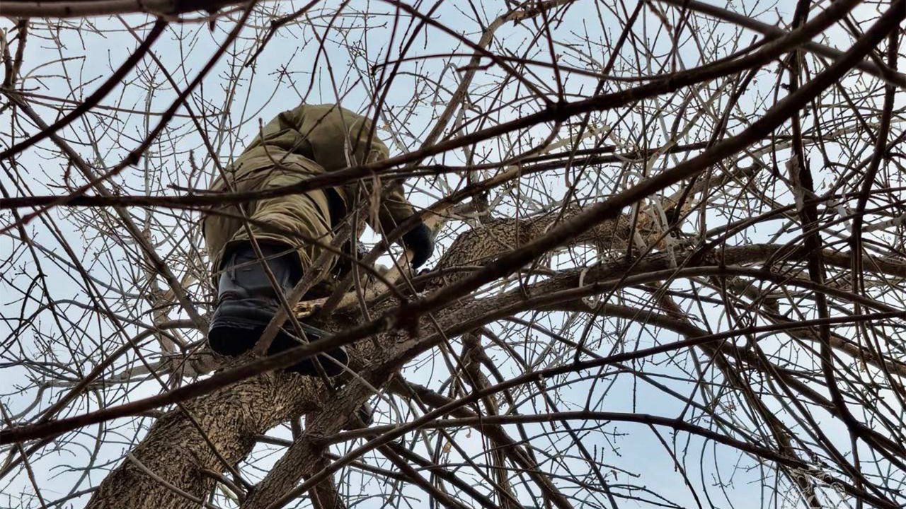 На Алтае кот 4 дня звал на помощь с высокого дерева