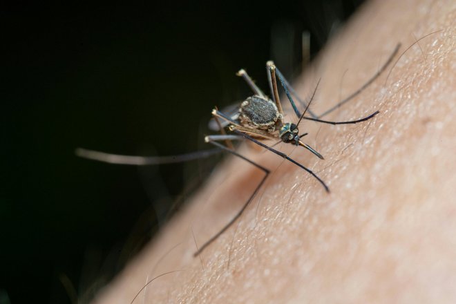 Самка комара Anopheles Самка комара Anopheles
