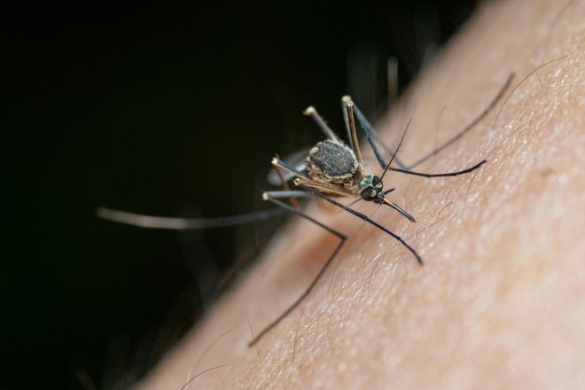 Самка комара Anopheles