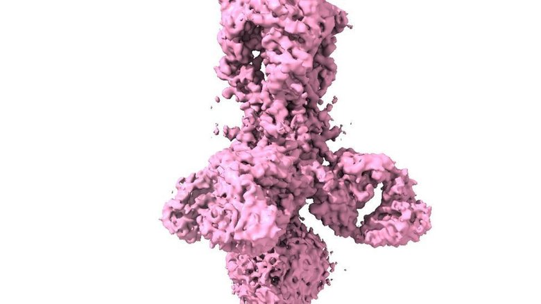 Белок вируса гриппа с частью человеческого антигена. Изображение получено при помощи КЭМ. Фото: Crick Institute