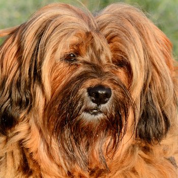 Тибетский терьер - описание породы собак: характер, особенности поведения,  размер, отзывы и фото - Питомцы Mail.ru