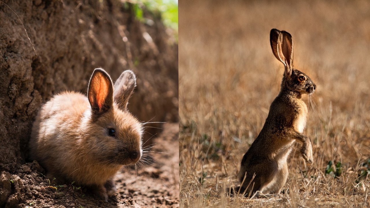Слева кролик, справа — заяц
