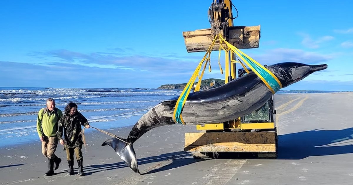 В Новой Зеландии на пляж выбросило самого редкого в мире кита