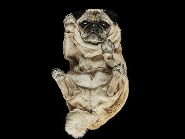 Pets.mail.ru Pets.mail.ru