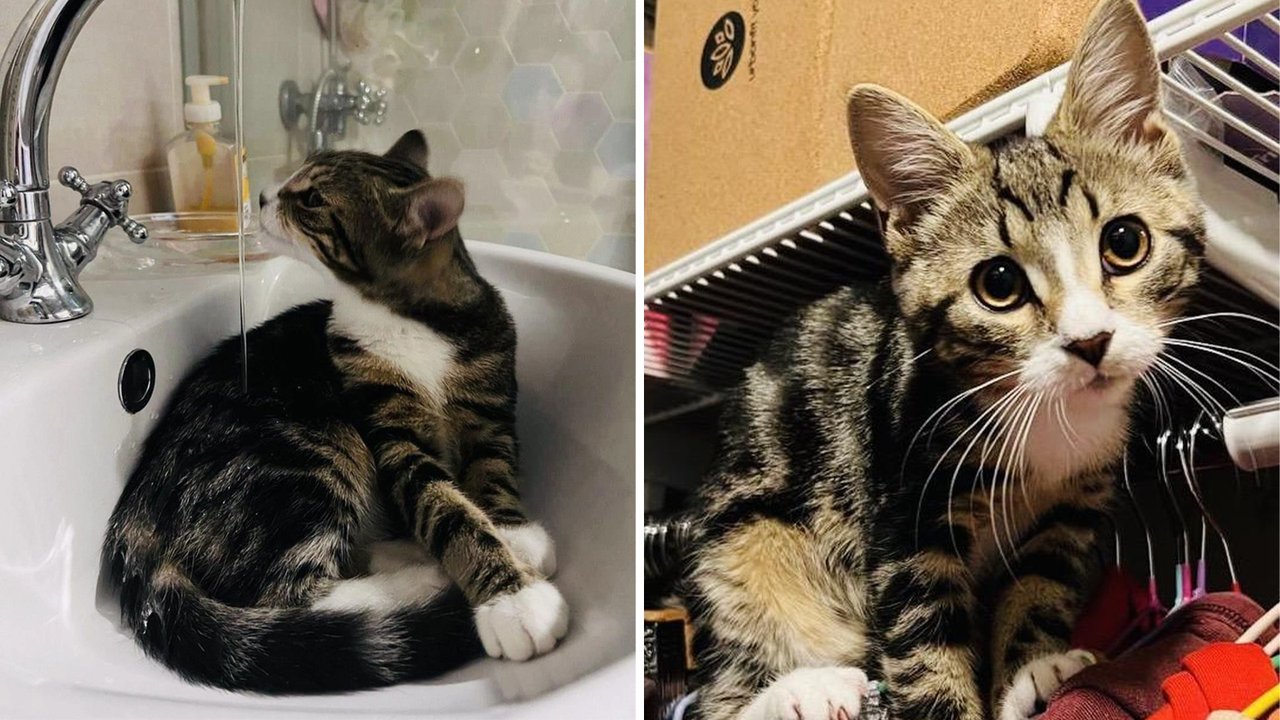 Кот сидит в раковине