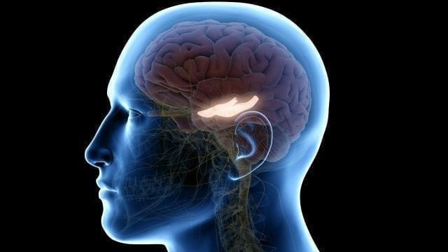 Местонахождение гиппокампа Местонахождение гиппокампа