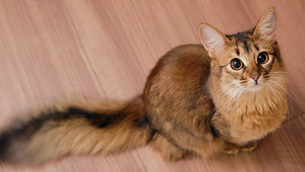 Хитрая кошка притворилась спящей, чтобы втайне украсть еду