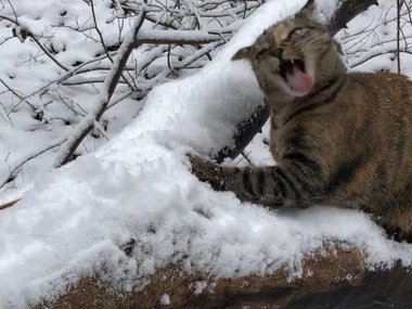 «Наш кот впервые попробовал снег».