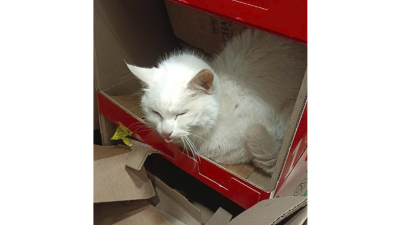 Белый кот сидит в коробке Белый кот сидит в коробке