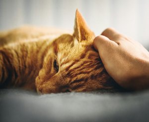 кошка, болеет, густная, лежит, гладят, гладит