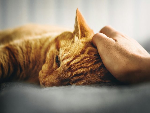 Как помочь кошке в жару: экстренные меры, которые одобряют ветеринары