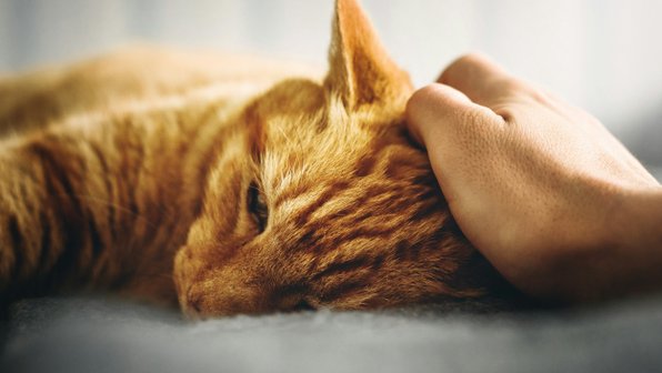 Как помочь кошке в жару: экстренные меры, которые одобряют ветеринары