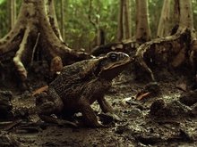 Кадр из Тростниковые жабы: Оккупация