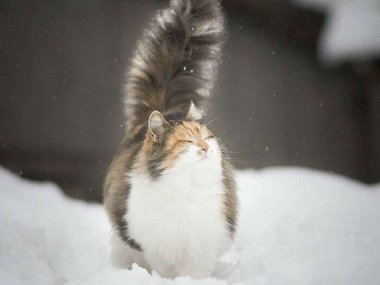 «Счастливый Пушистик в снегу».