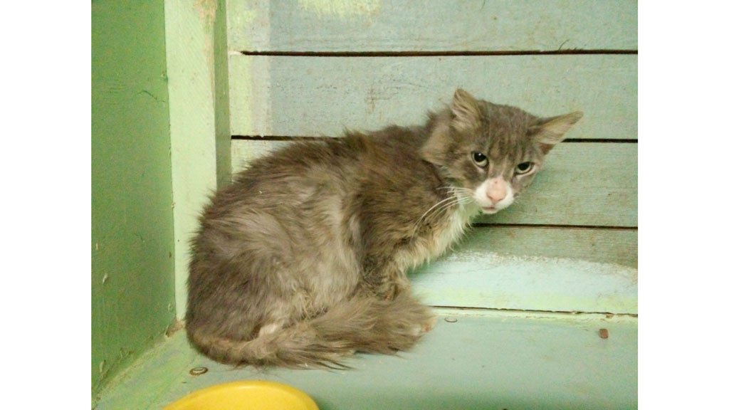 История спасения кота Вольта, пострадавшего от тока, из Петрозаводска -  Питомцы Mail.ru