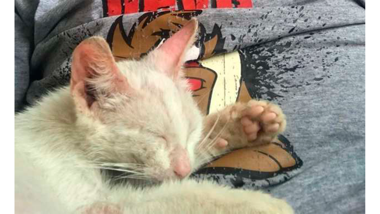 Котенок уснул на мужчине Котенок уснул на мужчине