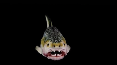 Так могла выглядеть рыба ГоуГоу. Фото: Science