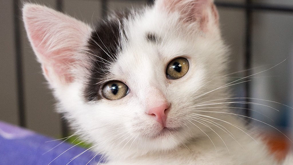 Котенок