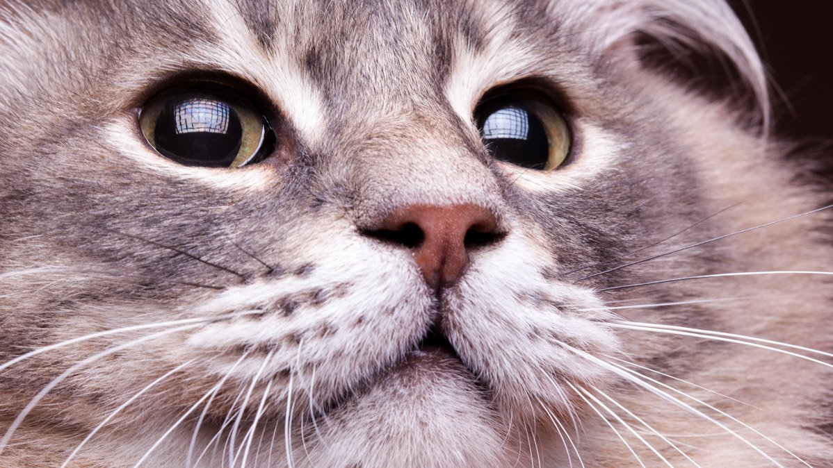 Как понять, что кошка здорова | 10 признаков - Питомцы Mail.ru