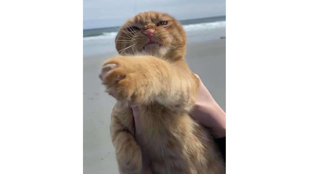 Кот