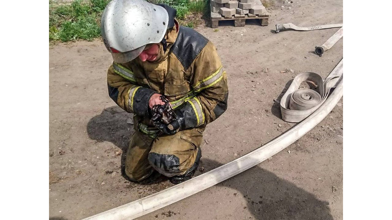 Искусственное дыхание: под Курганом пожарные спасли котят