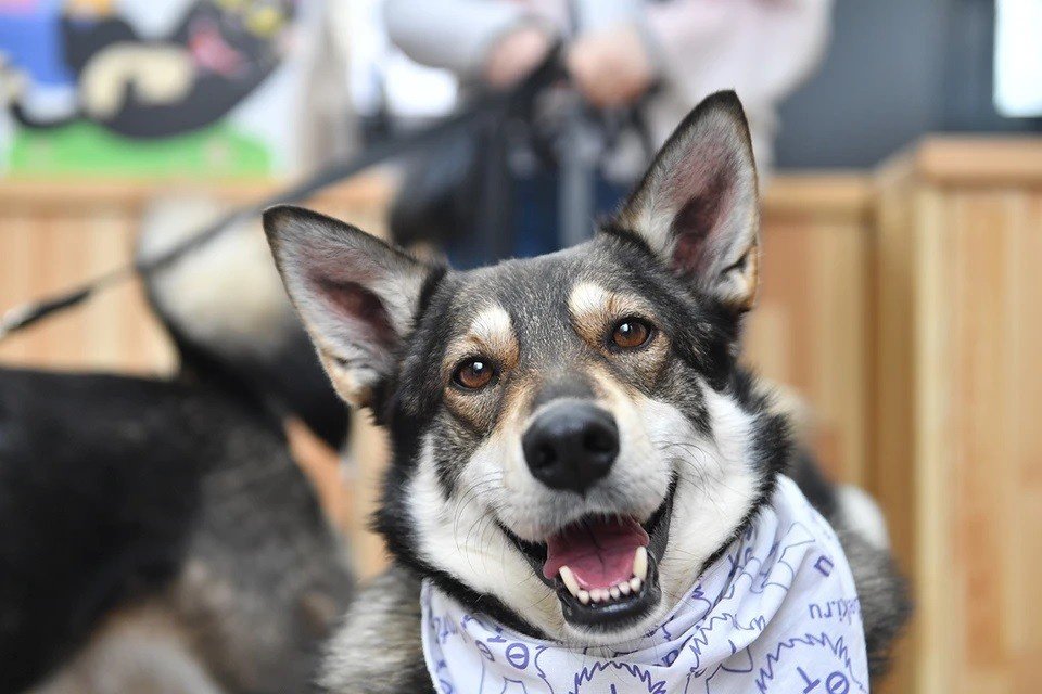 В Крыму прокомментировали идею о штрафах за самовыгул собак - Новости  Mail.ru