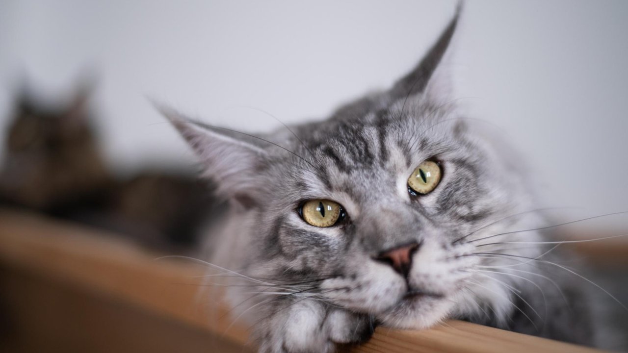 Кошка