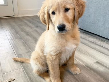 Pets.mail.ru Pets.mail.ru