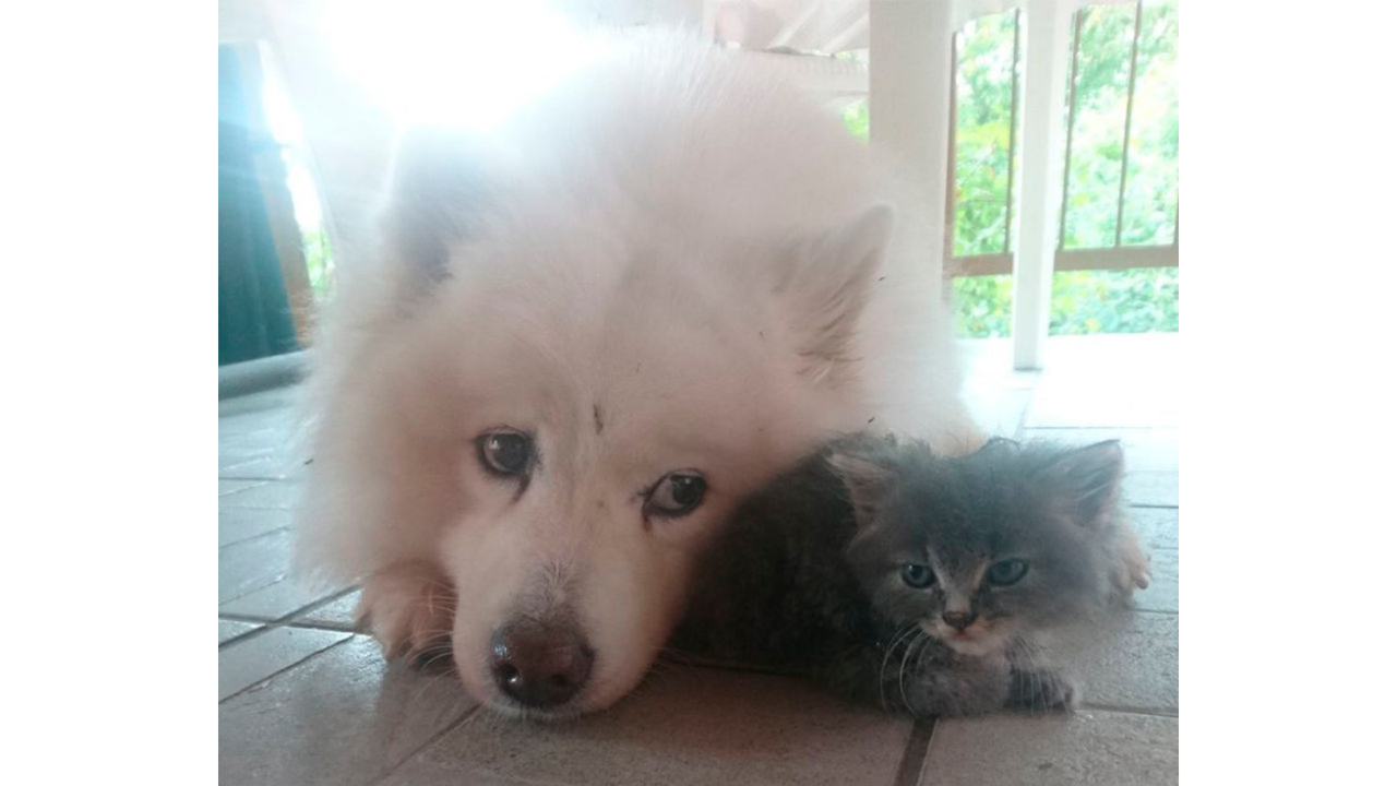 Собака подружилась с котенком Собака подружилась с котенком