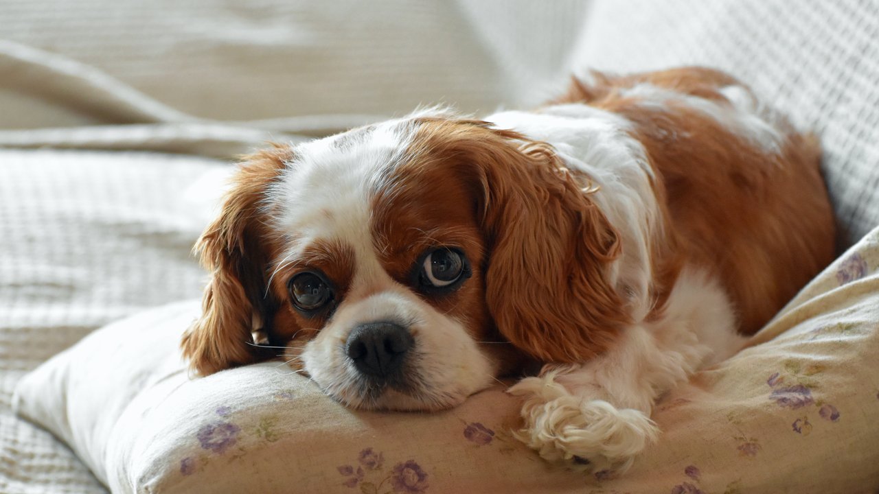 Собака Земер — это спаниель, похожий на того, что изображен на фото из фотостока