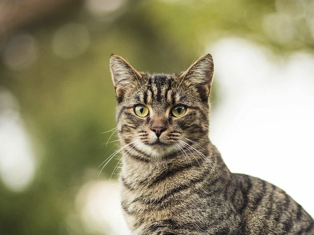 Кошка принесла хозяйке «добычу» — и напугала девушку