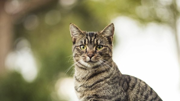 Кошка принесла хозяйке «добычу» — и напугала девушку