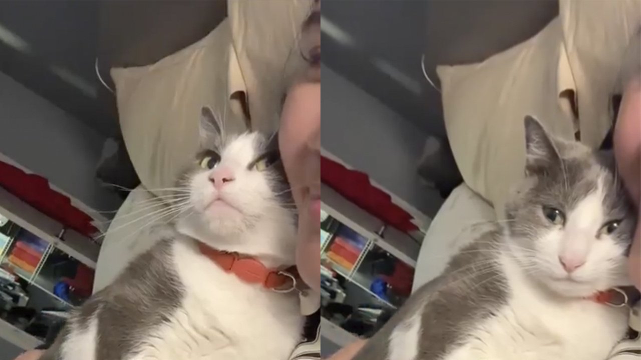 Кот растрогался