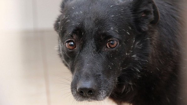 В Краснодаре собака жила в приюте 6 лет. Теперь у нее появился хозяин