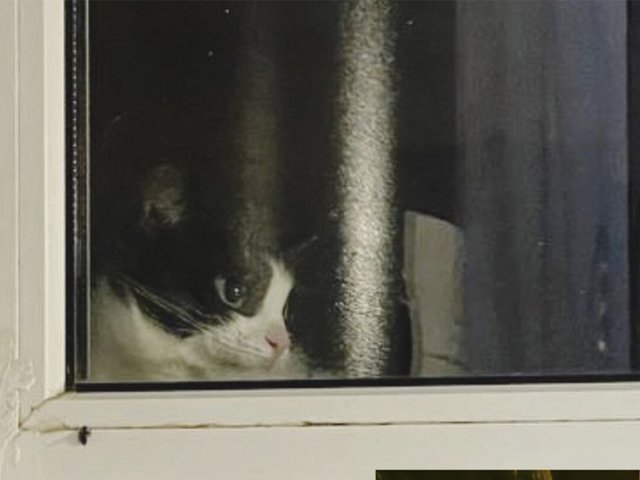 В Москве ювелирно спасли кошку с карниза на высоком этаже