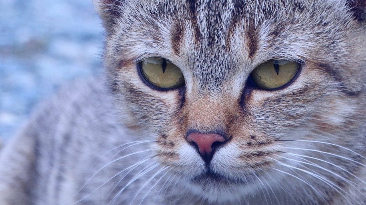 Ученые выяснили, что кошки знают об окружающем их пространстве
