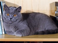 Content image for: 483576 | Самые популярные породы кошек: британская