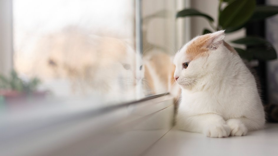 Кошка сидя на подоконнике смотрит в окно 