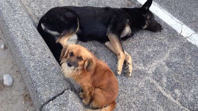 Pets.mail.ru Pets.mail.ru