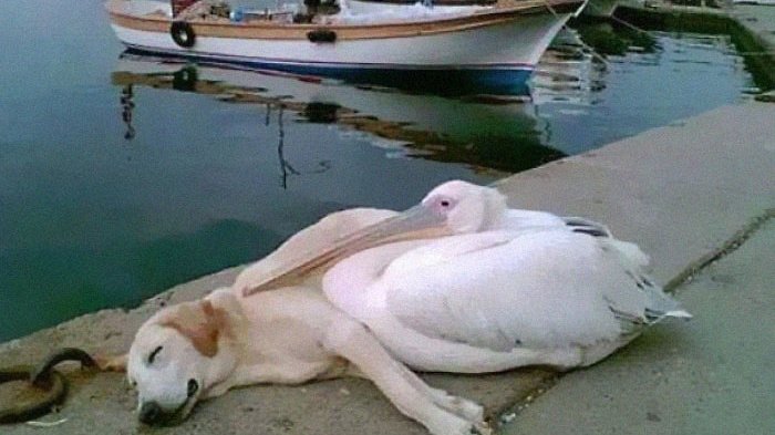 «Пеликан подружился с бездомной собакой, которую часто видели одиноко бродящей по пристани. Человек, который сфотографировал это, приютил ее, но теперь каждый день приводит ее сюда, чтобы дать увидеться с другом».