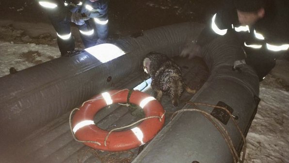 В Нижнем Новгороде спасли дворняжку, упавшую в Оку