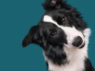 Pets.mail.ru Pets.mail.ru