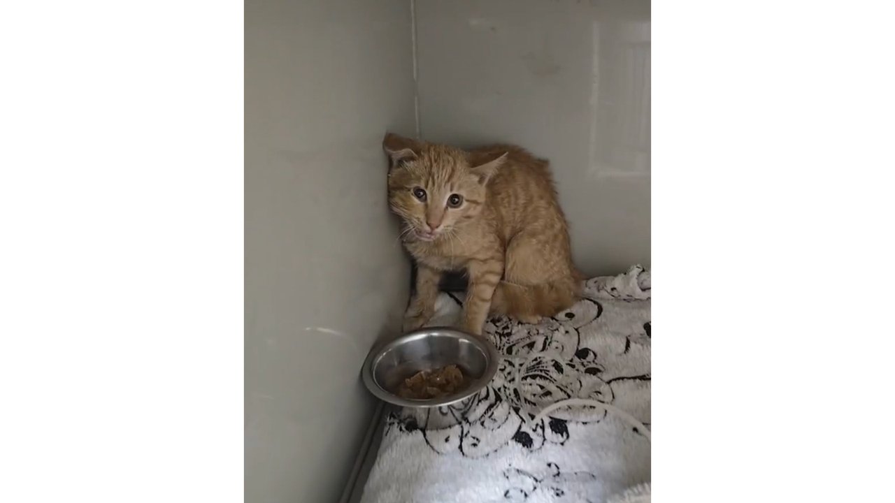 В Иваново герой спас кота, когда другие прошли мимо В Иваново герой спас кота, когда другие прошли мимо
