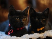 Кадр из Черная кошка Люси