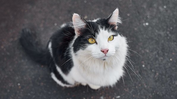 Какой тип личности у вашей кошки