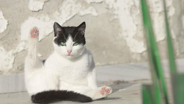 Цап-царап. 10 фактов о кошачьих коготках