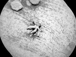 Крошечный минеральный цветок на Марсе. Фото: NASA
