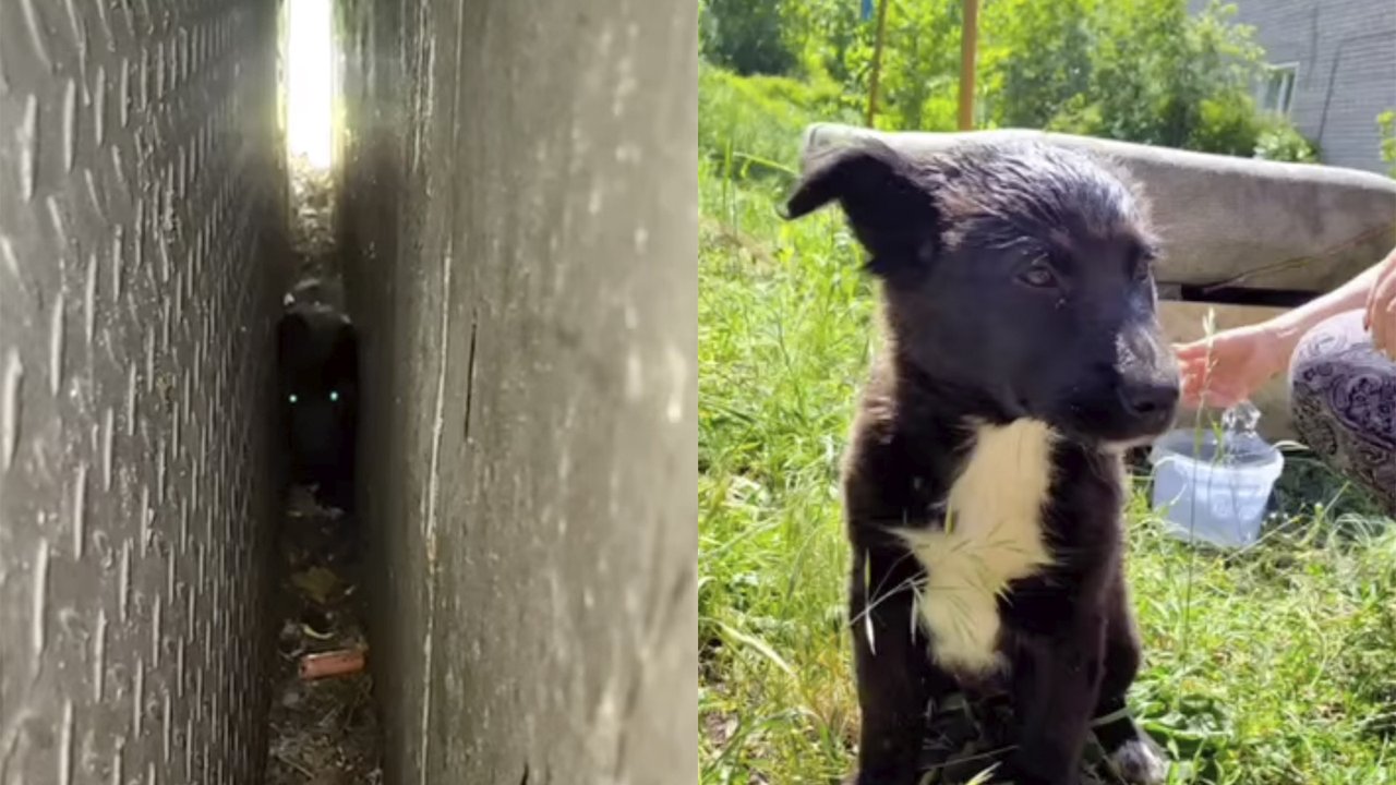 Щенок застрял Щенок застрял