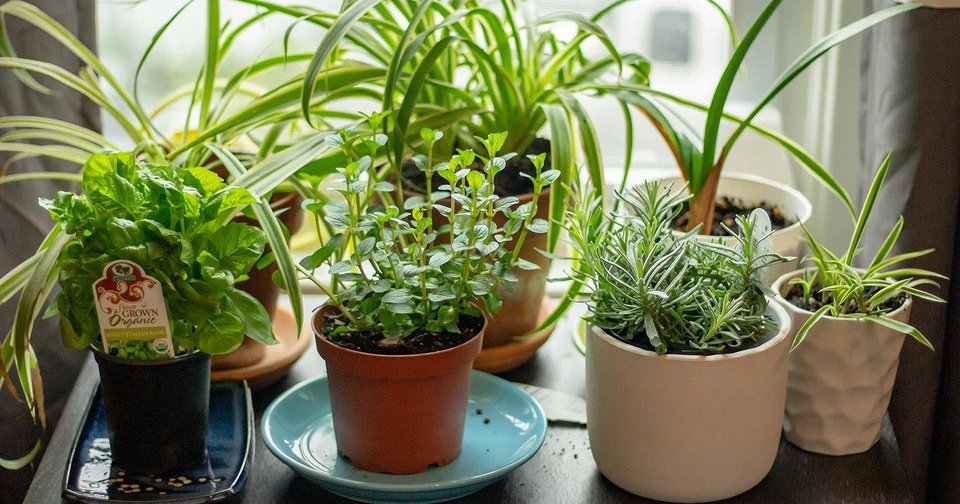 5 ошибок в поливе комнатных растений, которые им навредят
