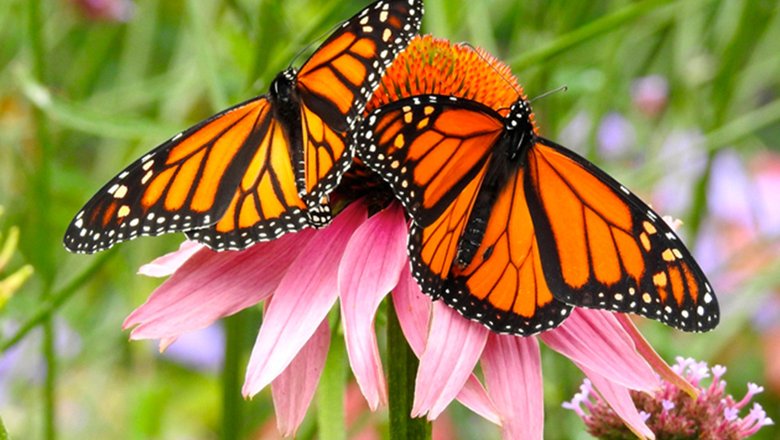 Данаида монарх — одна из самых известных бабочек Северной Америки